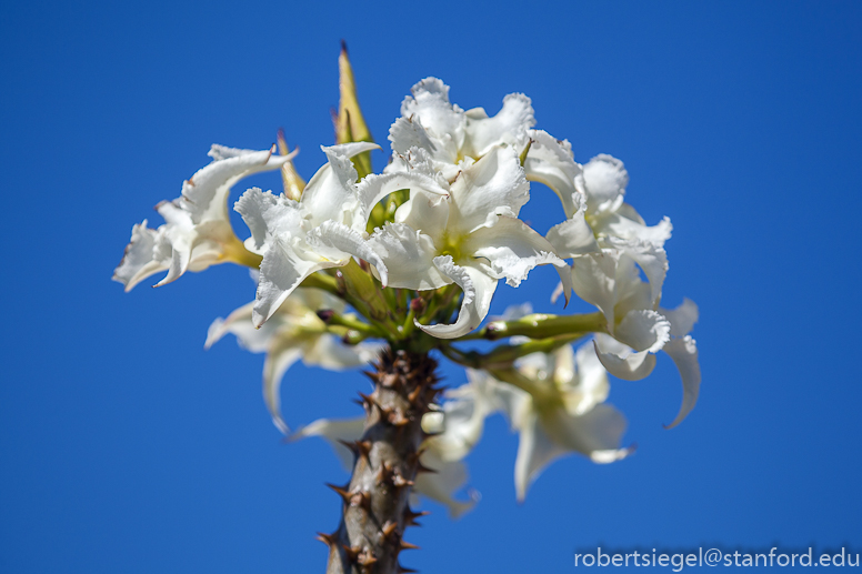 pachypodium